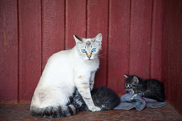 Image showing Cat and kittens