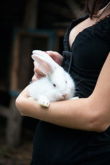 Image showing Rabbit in the hands of the girl