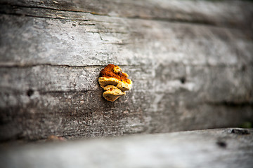 Image showing Fungus on a tree. selective sharpening