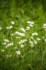 Image showing Chamomile on a meadow