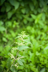 Image showing green nettle flowering