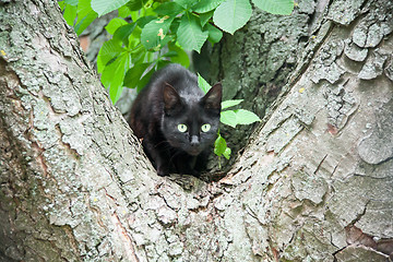 Image showing a black cat in a tree