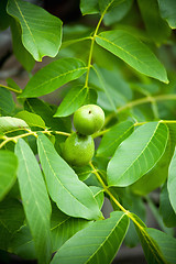 Image showing Green walnuts growing on a tree