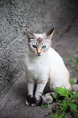 Image showing cat with blue eyes