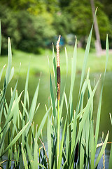 Image showing Close up view of a typha plant next to a river