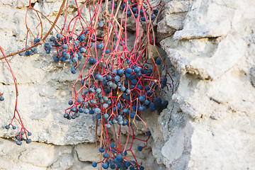 Image showing wild vines against the wall