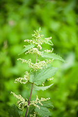 Image showing green nettle flowering