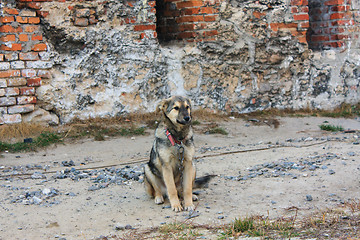 Image showing dog tied to a chain