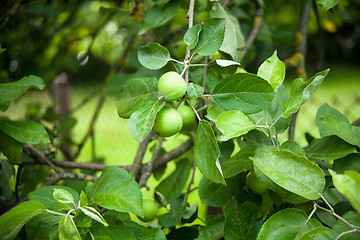 Image showing The fruits of apple trees growing on the tree