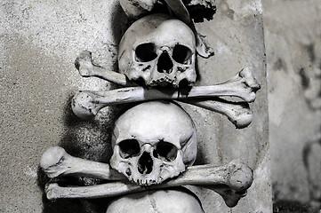 Image showing Human bones.