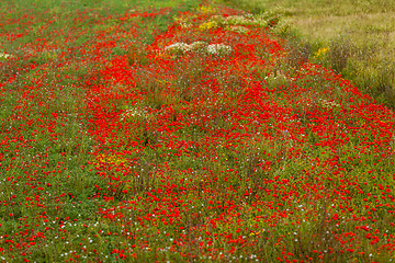 Image showing beautiful poppy field in red and green landscape 