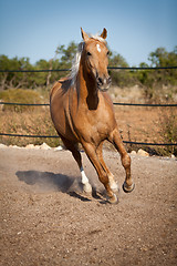 Image showing beautiful blond cruzado horse outside horse ranch field