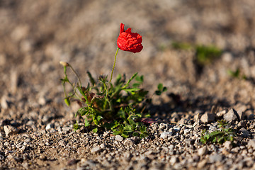 Image showing beautiful poppy field in red and green landscape 