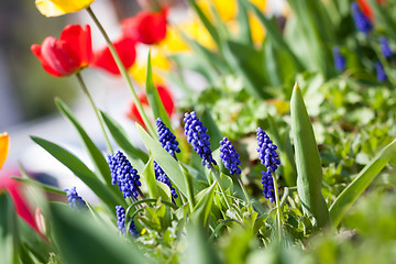 Image showing beautiful colorful yellow red tulips flowers 