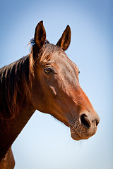 Image showing beautiful blond cruzado horse outside horse ranch field