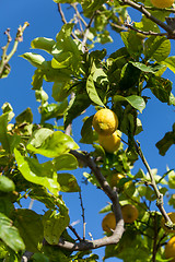 Image showing fresh lemons on lemon tree blue sky nature summer