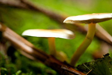 Image showing brown mushroom autumn outdoor macro closeup 