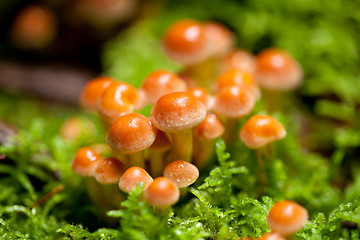 Image showing group of brown mushrooms in forest autumn outdoor 