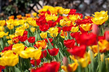 Image showing beautiful colorful yellow red tulips flowers 