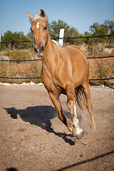 Image showing beautiful blond cruzado horse outside horse ranch field