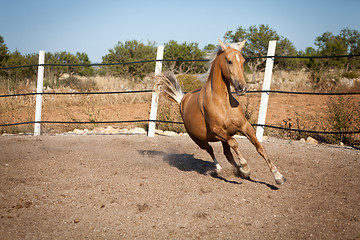 Image showing beautiful blond cruzado horse outside horse ranch field