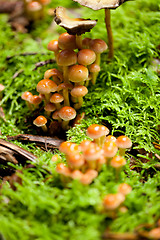 Image showing group of brown mushrooms in forest autumn outdoor 