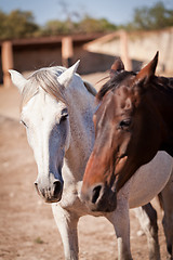 Image showing beautiful blond cruzado horse outside horse ranch field