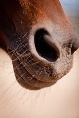 Image showing beautiful blond cruzado horse outside horse ranch field