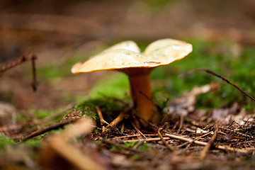 Image showing brown mushroom autumn outdoor macro closeup 