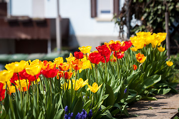 Image showing beautiful colorful yellow red tulips flowers 