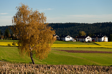 Image showing beautiful autumn landscape with blue sky