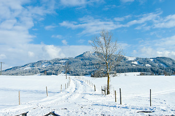 Image showing beautiful sunny landscape in winter with blue sky