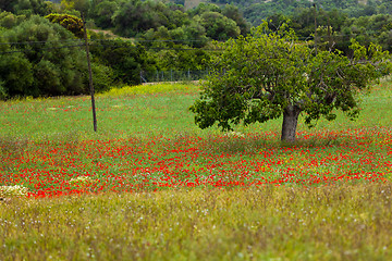 Image showing beautiful poppy field in red and green landscape 