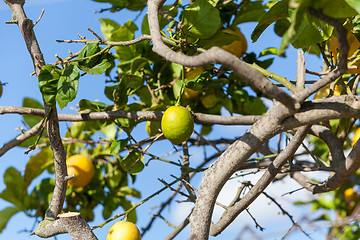 Image showing fresh lemons on lemon tree blue sky nature summer