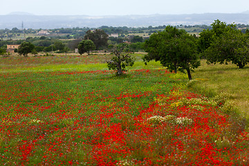 Image showing beautiful poppy field in red and green landscape 