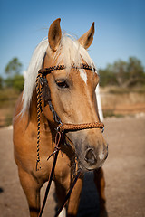 Image showing beautiful blond cruzado horse outside horse ranch field