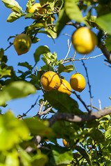 Image showing fresh lemons on lemon tree blue sky nature summer