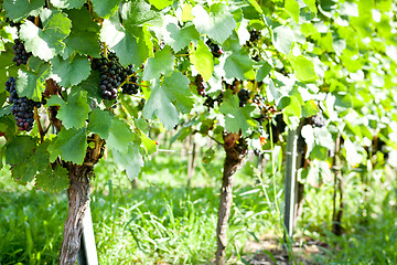 Image showing green and red grapevine outdoor in autumn summer 