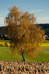 Image showing beautiful autumn landscape with blue sky