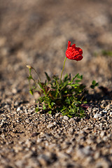 Image showing beautiful poppy field in red and green landscape 