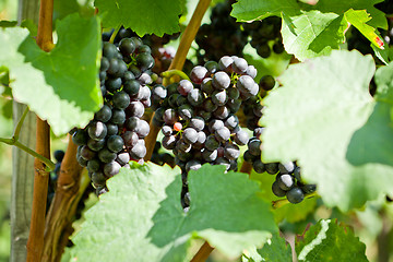 Image showing green and red grapevine outdoor in autumn summer 