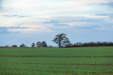 Image showing beautiful landscape of green farmland and blue sky