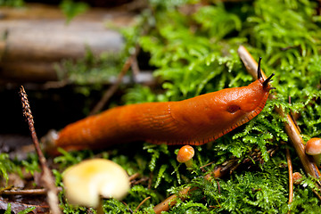 Image showing red slug arion rufus slimy nature slow green wild