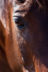 Image showing beautiful blond cruzado horse outside horse ranch field