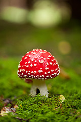 Image showing agaric amanita muscaia mushroom detail in forest autumn 