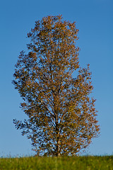 Image showing beautiful autumn landscape with blue sky