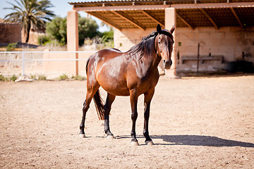 Image showing beautiful blond cruzado horse outside horse ranch field