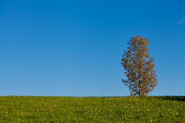 Image showing beautiful autumn landscape with blue sky