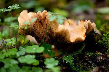 Image showing brown mushroom autumn outdoor macro closeup 