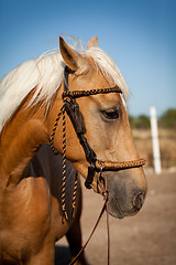 Image showing beautiful blond cruzado horse outside horse ranch field